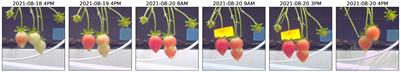 “How sweet are your strawberries?”: Predicting sugariness using non-destructive and affordable hardware